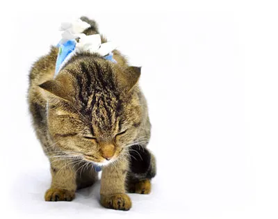 A kasztrálás macskák 🐱 megfizethető áron egy állatorvosi klinikán Budapesten CNS (macska) A kasztrálás macskák 🐱 megfizethető áron egy állatorvosi klinikán CNS Budapesten