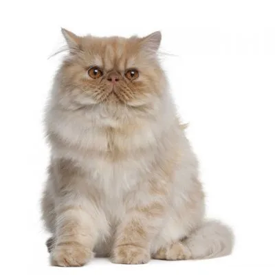 Képek gyerekeknek cat (képek); Képek gyerekeknek macska képek