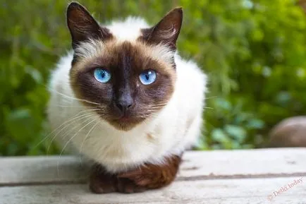 Képek gyerekeknek macska képek (cat) Képek gyerekeknek macska képek