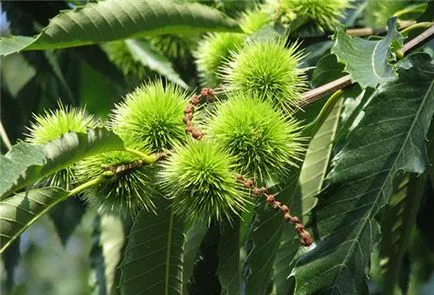 Chestnut, faültetés és gondozás, termesztési feltételek