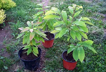 Chestnut, faültetés és gondozás, termesztési feltételek