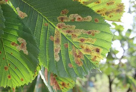 Chestnut, faültetés és gondozás, termesztési feltételek