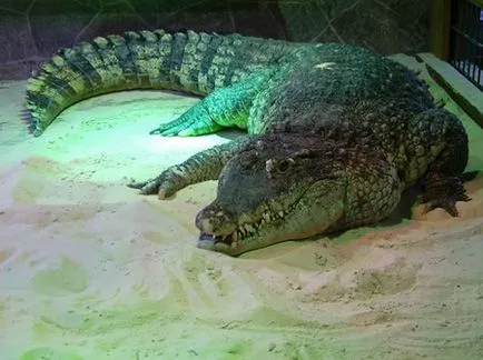 Miért álom egy krokodil - krokodil álmodban - hogy megtudja, mi az álom