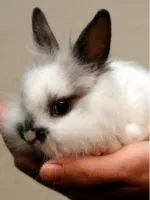 Ketrecben tengerimalacok saját kezűleg