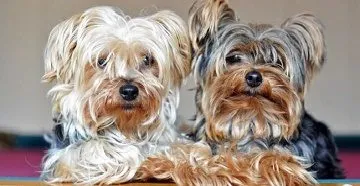 Becenevek Yorkie fiúk és lányok - nevek a Yorkshire terrier, hogyan kell hívni
