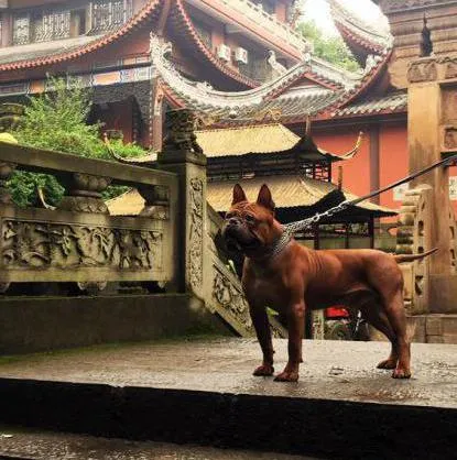 Kínai bulldog fajta leírás, karakter (karakter) Kínai bulldog fajta leírás, karakter