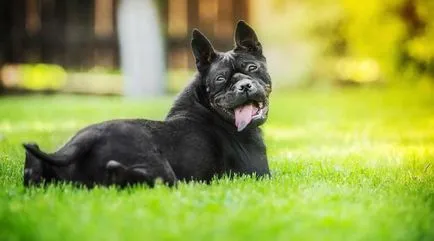 Kínai bulldog fajta leírás, karakter (Bulldog) Kínai bulldog fajta leírás, karakter