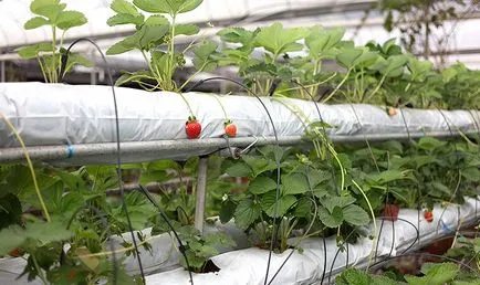Eper hidroponikus művelés, gondoskodás, a módszer előnyeit, fotót, videót (növekvő) Eper hidroponikus művelés, gondoskodás, a módszer előnyeit, fotót, videót