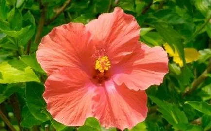 Kínai rózsa (50 kép), hogyan növekszik hibiszkusz, hogyan kell átültetni szobanövények, reprodukció