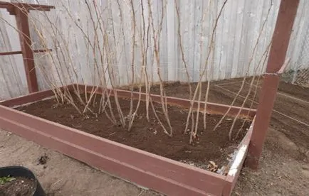 Mikor és hogyan kell átültetni málna tavasszal egy új helyre (transzplantációs) Mikor és hogyan kell átültetni málna tavasszal egy új helyre