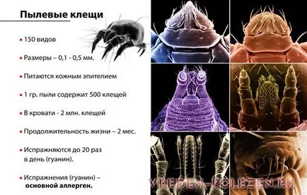 kullancsok szaprofitákkal