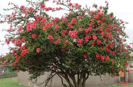 Kínai rózsa (50 kép), hogyan növekszik hibiszkusz, hogyan kell átültetni szobanövények, reprodukció