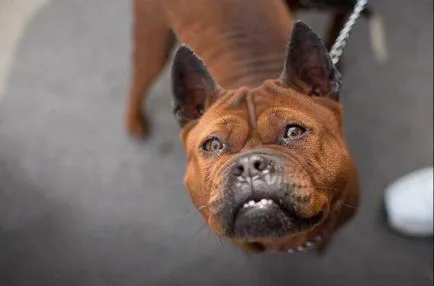 Kínai bulldog fajta leírás, karakter (kínai) Kínai bulldog fajta leírás, karakter