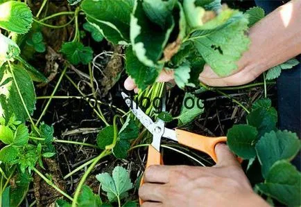 Eper, amikor trim bajusz és a levelek ültetés után tavasszal, videók és fotók