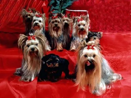 Becenevek Yorkie fiúk és lányok - nevek a Yorkshire terrier, hogyan kell hívni