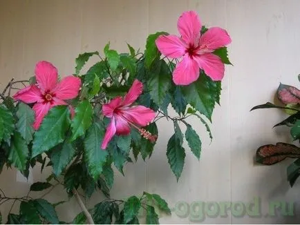 Kínai rózsa vagy hibiszkusz virág halál otthoni gondozást
