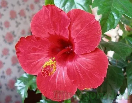 Kínai rózsa vagy hibiszkusz virág halál otthoni gondozást