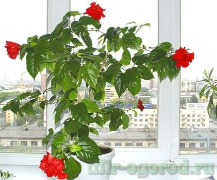 Kínai rózsa vagy hibiszkusz virág halál otthoni gondozást