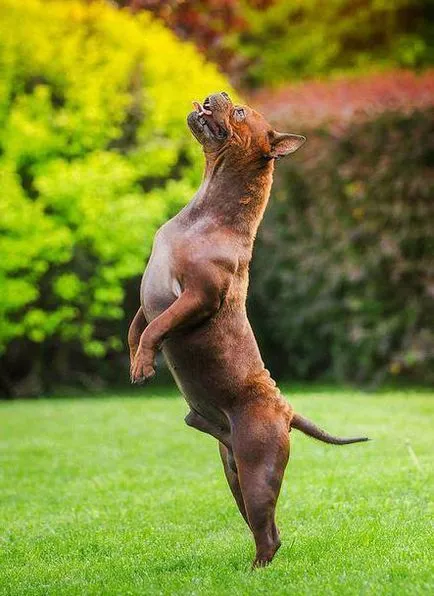 Kínai bulldog fajta leírás, karakter (kínai) Kínai bulldog fajta leírás, karakter