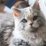 Devon Rex macska fotók, videók, fajta leírás, gondoskodás, karakter (ellátás) Devon Rex macska fotók, videók, fajta leírás, gondoskodás, karakter