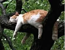 Cat álma - hogy mennyi és milyen a macskák aludni