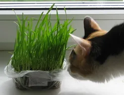 Cat eszik szobanövények mi az oka, és mit kell tenni (a macska egyszerűen) Cat eszik szobanövények mi az oka, és mit kell tenni