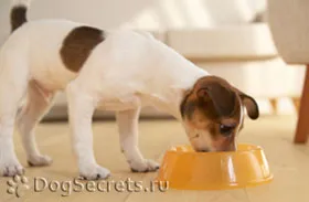 Etetés kölykök jack russell terrier, felnőtt étrend Dzhek Rassela (kölykök) Etetés kölykök jack russell terrier, felnőtt étrend Dzhek Rassela