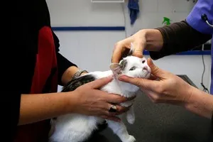 Cat hányadék fehér hab, mit kell tenni, ha a macska nem eszik és hányás hab - nő s nap