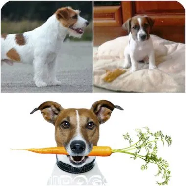 Etetés kölykök Dzhek Rassel terrier