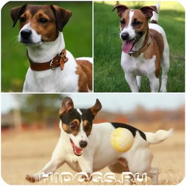 Etetés kölykök Dzhek Rassel terrier