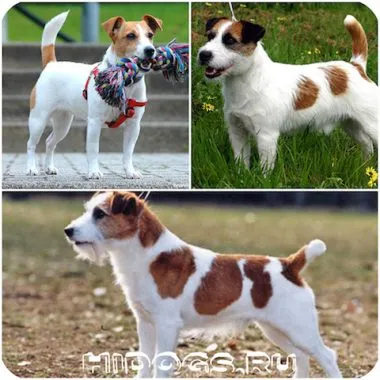 Etetés kölykök Dzhek Rassel terrier