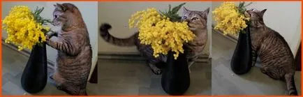 Cat (cat) eszik virágok és szobanövények, miért és mit kell tenni, hogy a tulajdonos (a macska megeszi virág) Cat (cat) eszik virágok és szobanövények, miért és mit kell tenni tulajdonos