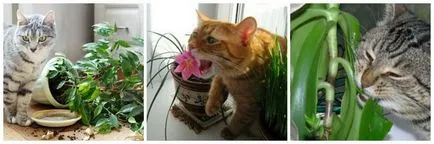 Cat (cat) eszik virágok és szobanövények, miért és mit kell tenni, hogy a tulajdonos (a macska megeszi virág) Cat (cat) eszik virágok és szobanövények, miért és mit kell tenni tulajdonos