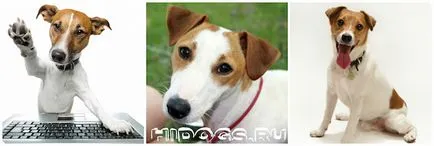 Etetés kölykök Dzhek Rassel terrier