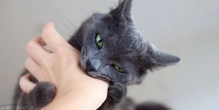 Cat támadások karcolni harapás, mit kell csinálni (záró) Cat támadások karcolni harapás, mit kell tenni