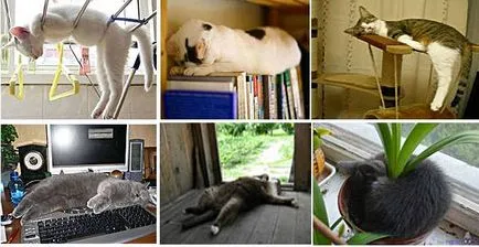 Cat álma - hogy mennyi és milyen a macskák aludni