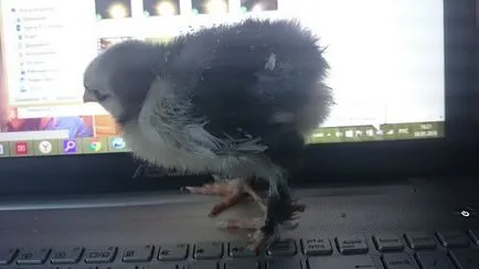 Cochin Kína tenyészteni csirkék - egy leírást a tartalmat, fotók és videók (Cochin Kína) Cochin Kína tenyészteni csirkék - egy leírást a tartalmat, fotók és videók