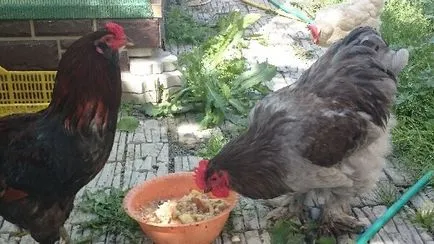 Cochin Kína fajta csirkék - egy leírást a tartalmat, fotók és videók (leírás) Cochin Kína tenyészteni csirkék - egy leírást a tartalmat, fotók és videók