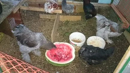Cochin Kína tenyészteni csirkék - egy leírást a tartalmat, fotók és videók (Cochin Kína) Cochin Kína tenyészteni csirkék - egy leírást a tartalmat, fotók és videók