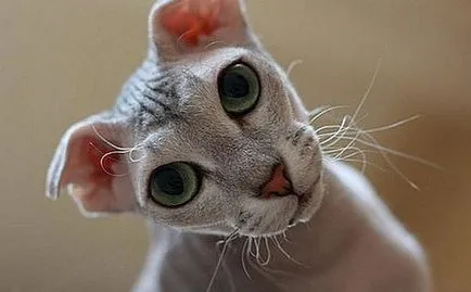 Cat nagy szemek, nézte az első 10 fajták (fajtájú macskák nagy szemek) Cat nagy szemek, a top 10-szemű szikla