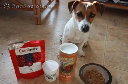 Etetés kölykök jack russell terrier, felnőtt étrend Dzhek Rassela (Dzhek Rassel Terrier etetés) Etetés kölykök jack russell terrier, felnőtt étrend Dzhek Rassela