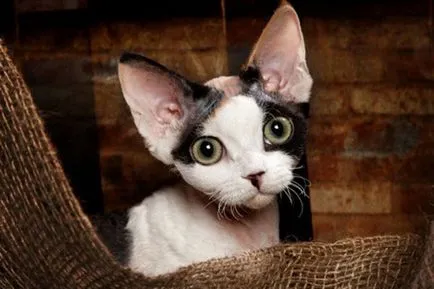 Cat nagy szemek, nézte az első 10 fajták (fajtájú macskák nagy szemek) Cat nagy szemek, a top 10-szemű szikla