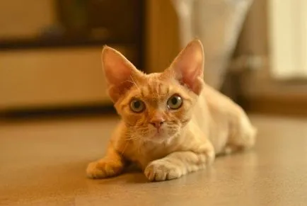 Cat nagy szemek, nézte az első 10 fajta (fajták) Cat nagy szemek, a top 10-szemű szikla