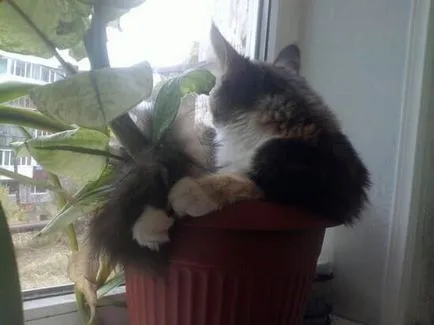 Cat (cat) eszik virágok és szobanövények, miért és mit kell tenni tulajdonosa (otthon) Cat (cat) eszik virágok és szobanövények, miért és mit kell tenni tulajdonos