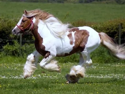 Gyönyörű ló fotó