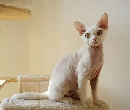 Devon Rex macska fotók, videók, fajta leírás, gondoskodás, karakter (Devon Rex fészer, stb) Devon Rex macska fotók, videók, fajta leírás, gondoskodás, karakter