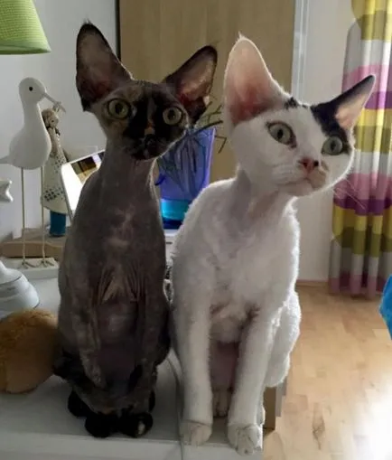 Devon Rex macska fotók, videók, fajta leírás, gondoskodás, karakter (Devon Rex) Devon Rex macska fotók, videók, fajta leírás, gondoskodás, karakter