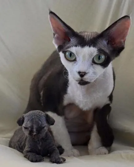 Devon Rex macska fotók, videók, fajta leírás, gondoskodás, karakter (rock) Devon Rex macska fotók, videók, fajta leírás, gondoskodás, karakter