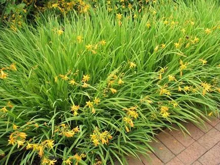 Crocosmia (montbretsiya) ültetés, termesztés és nemesítés, fajta
