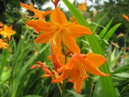 Crocosmia (montbretsiya) ültetés, termesztés és nemesítés, fajta